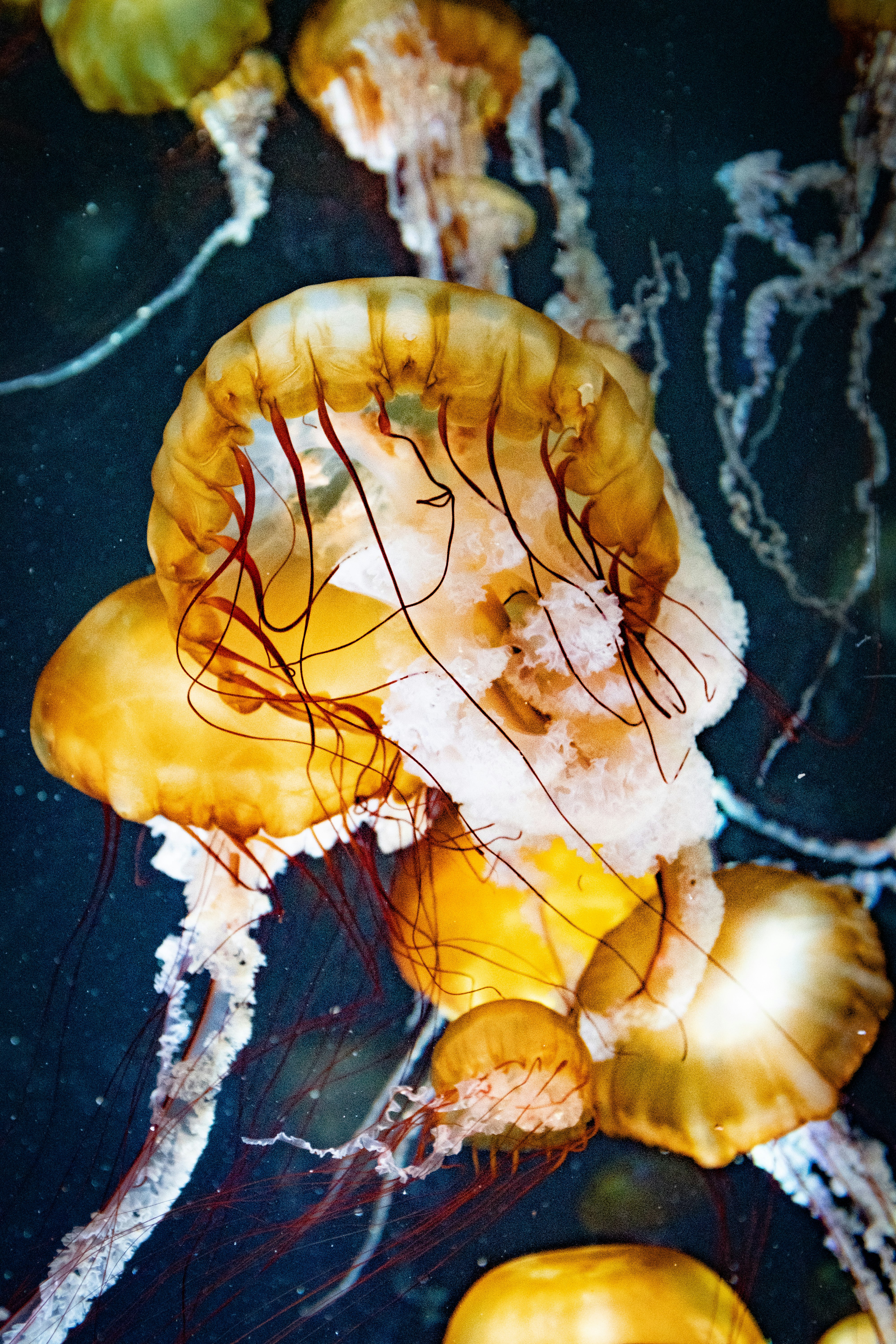 yellow jellyfish lot